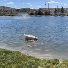 Bitter Creek Bark Park photo 1